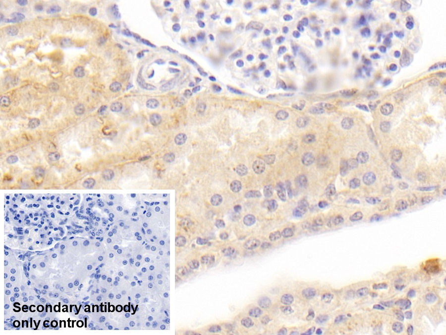 Monoclonal Antibody to Amiloride Binding Protein 1 (ABP1)