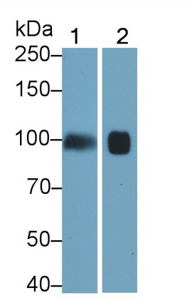 Monoclonal Antibody to Toll Like Receptor 2 (TLR2)