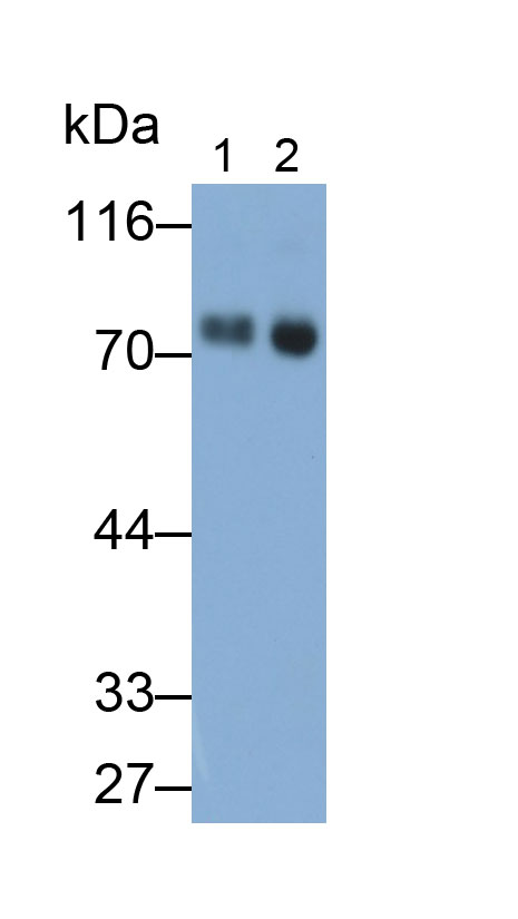 Monoclonal Antibody to Homing Associated Cell Adhesion Molecule (HCAM)