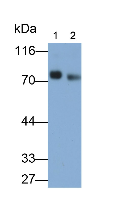 Monoclonal Antibody to Homing Associated Cell Adhesion Molecule (HCAM)