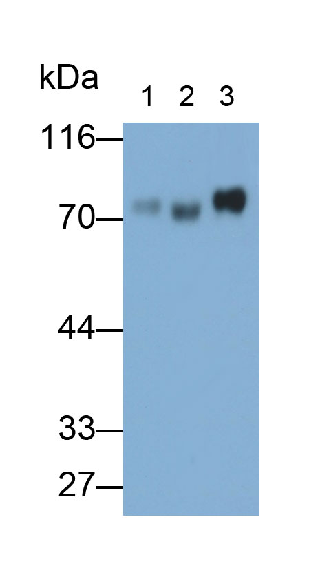 Monoclonal Antibody to Homing Associated Cell Adhesion Molecule (HCAM)