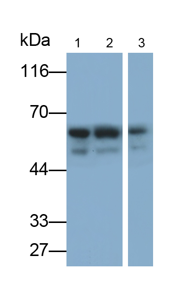 Monoclonal Antibody to Protein Kinase, AMP Activated Alpha 1 (AMPK Alpha 1)