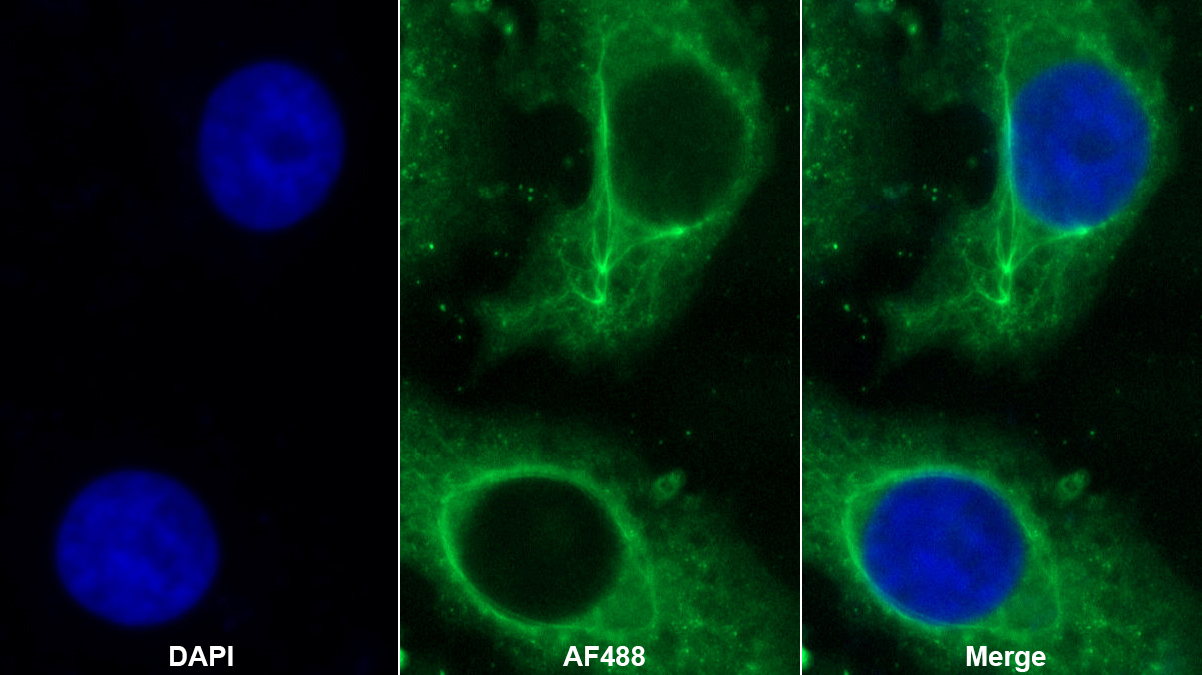 Monoclonal Antibody to Protein Kinase, AMP Activated Alpha 1 (AMPK Alpha 1)