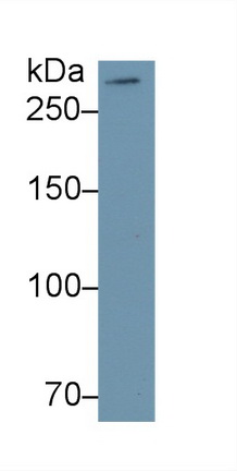 Monoclonal Antibody to Mucin 5 Subtype B (MUC5B)