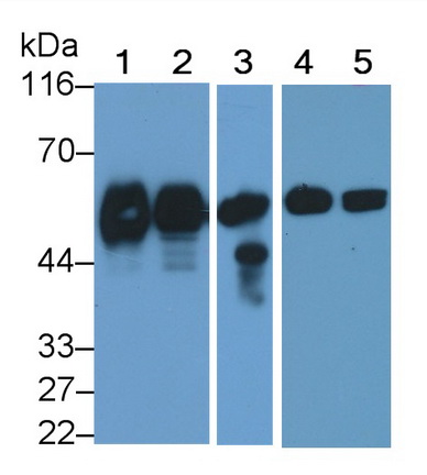 Monoclonal Antibody to Cluster Of Differentiation 14 (CD14)