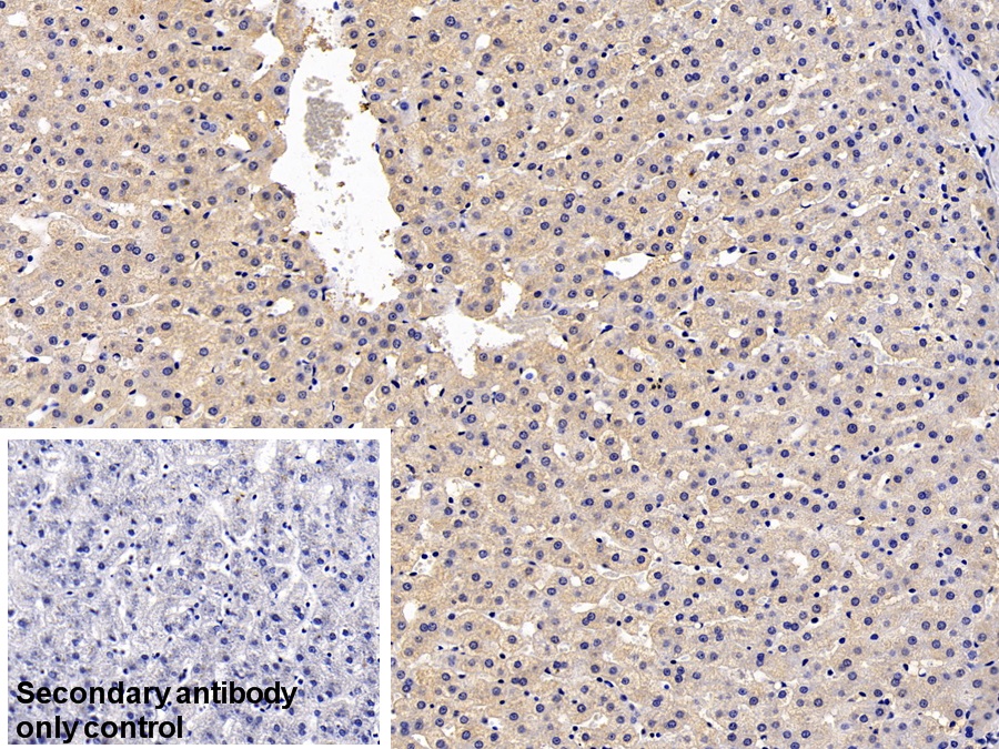 Monoclonal Antibody to Heat Shock Protein 27 (Hsp27)