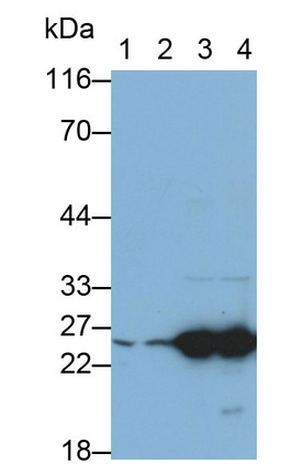 Monoclonal Antibody to Heat Shock Protein 27 (Hsp27)