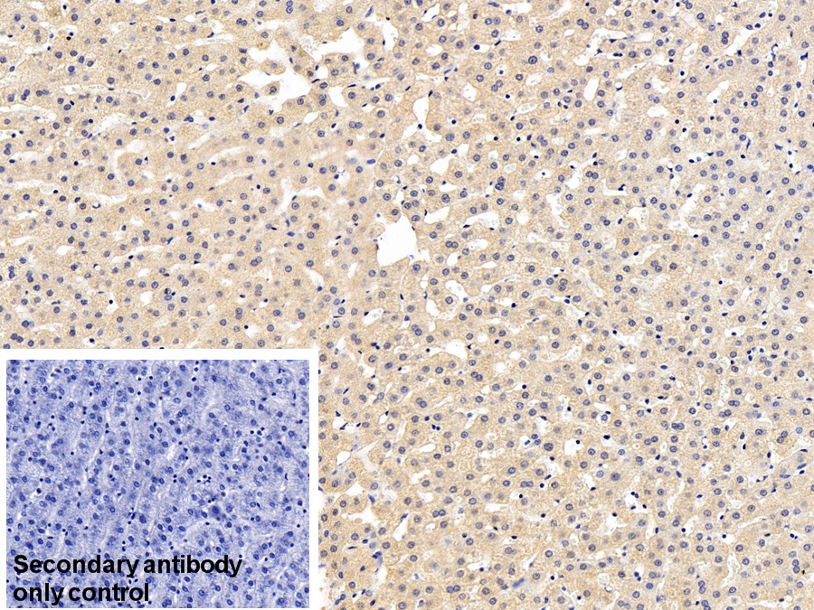 Monoclonal Antibody to Heat Shock Protein 27 (Hsp27)