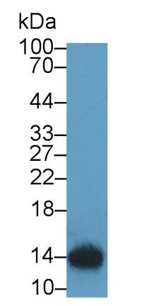 Monoclonal Antibody to Thioredoxin (Trx)