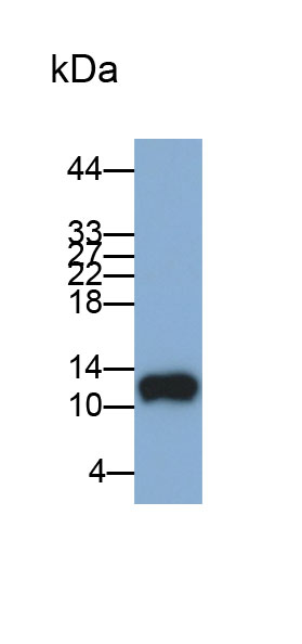 Monoclonal Antibody to Thioredoxin (Trx)