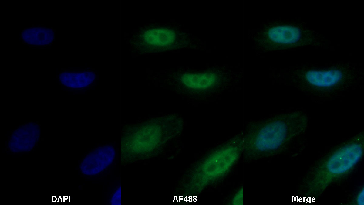 Monoclonal Antibody to Thioredoxin (Trx)