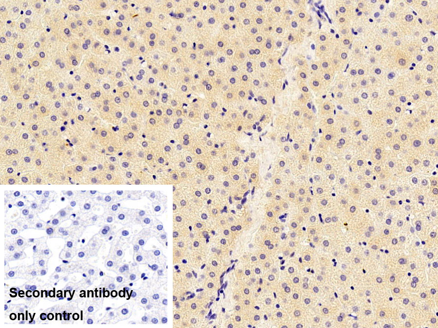 Monoclonal Antibody to Thioredoxin (Trx)