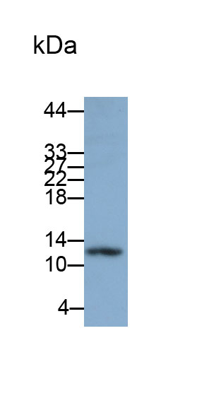 Monoclonal Antibody to Thioredoxin (Trx)