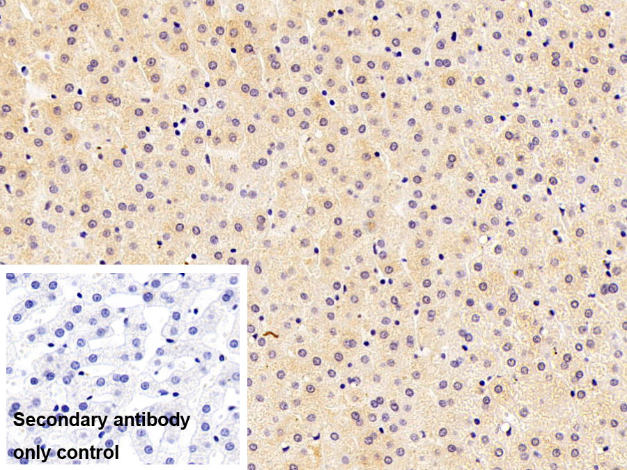 Monoclonal Antibody to Thioredoxin (Trx)