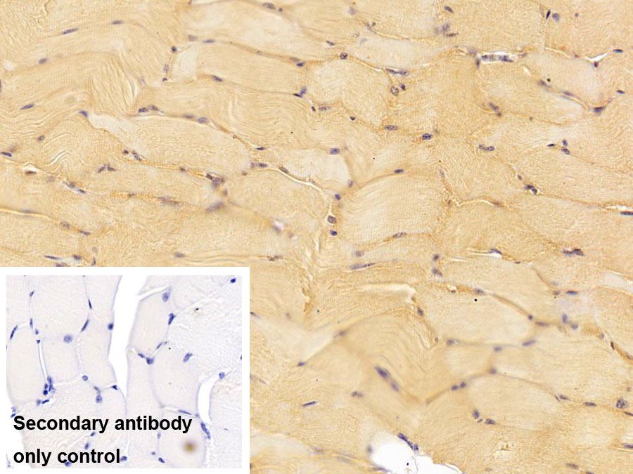 Monoclonal Antibody to Thioredoxin (Trx)