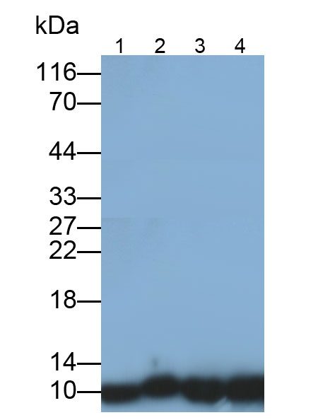 Monoclonal Antibody to Thioredoxin (Trx)