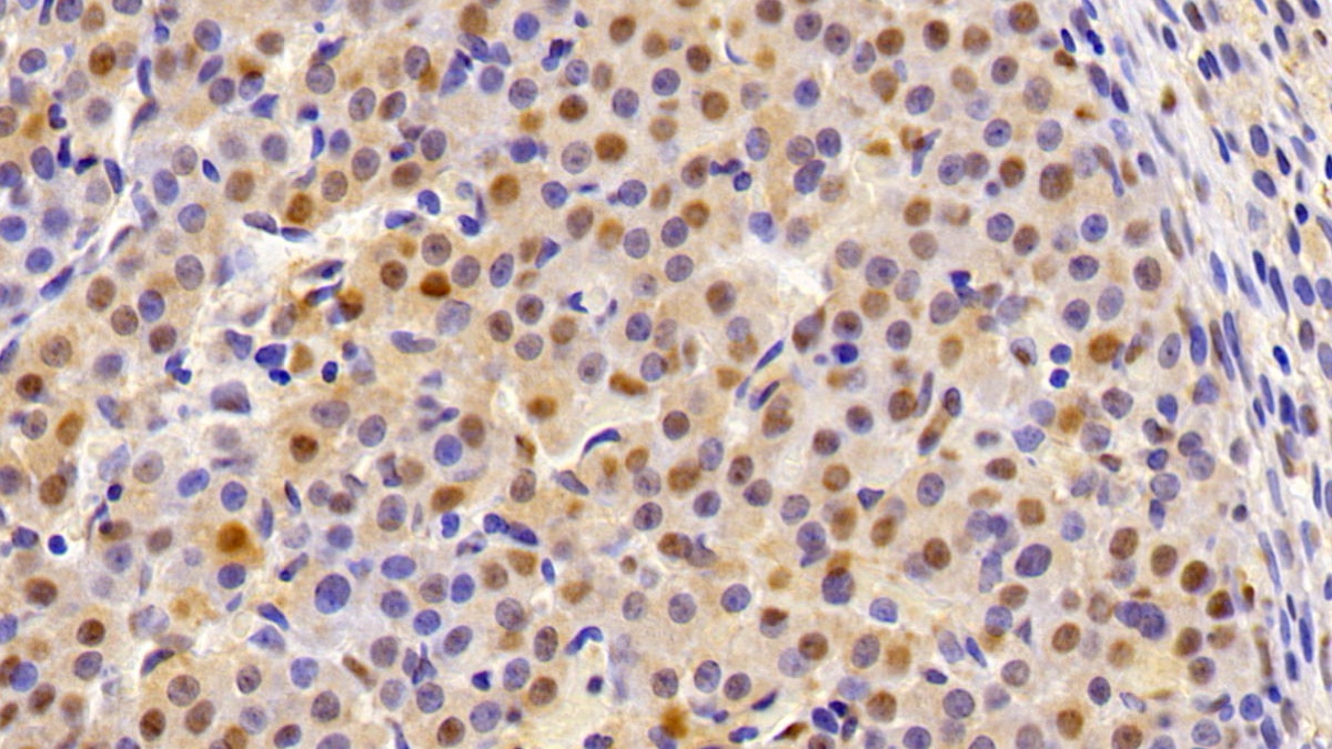 Monoclonal Antibody to Thioredoxin (Trx)