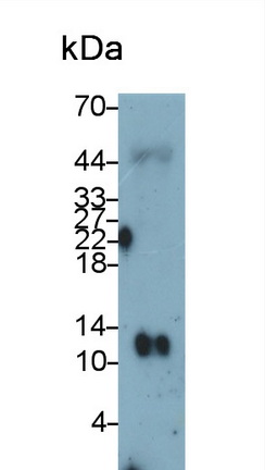 Monoclonal Antibody to Thioredoxin (Trx)