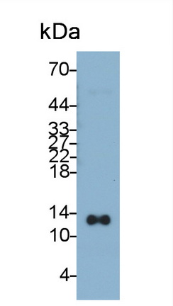 Monoclonal Antibody to Thioredoxin (Trx)