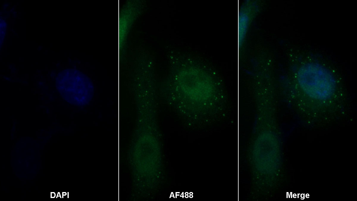 Monoclonal Antibody to Thioredoxin (Trx)