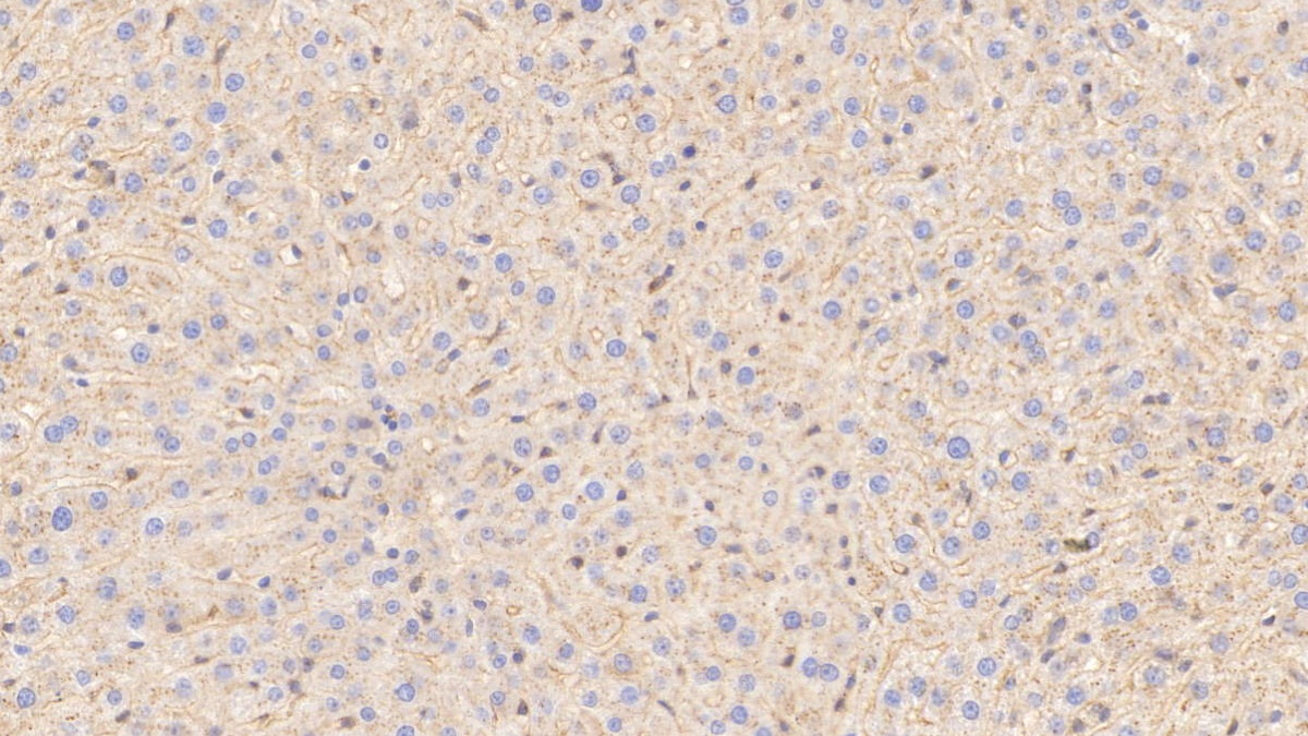 Monoclonal Antibody to Apolipoprotein E (APOE)