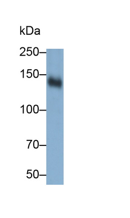 Monoclonal Antibody to Mucin 2 (MUC2)