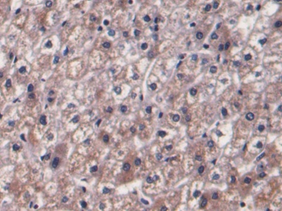 Monoclonal Antibody to Prothrombin Fragment 1+2 (F1+2)