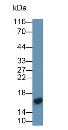 Monoclonal Antibody to Prealbumin (PALB)