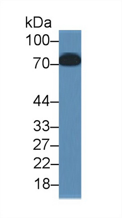 Monoclonal Antibody to Toll Like Receptor 4 (TLR4)