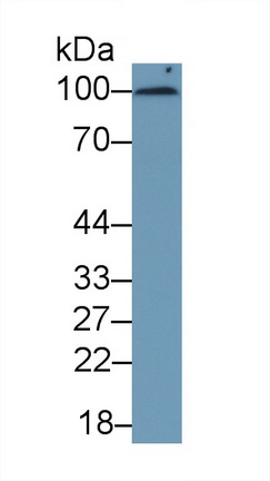 Monoclonal Antibody to Cluster Of Differentiation 276 (CD276)