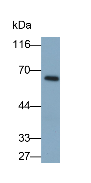 Monoclonal Antibody to Kidney Injury Molecule 1 (Kim1)