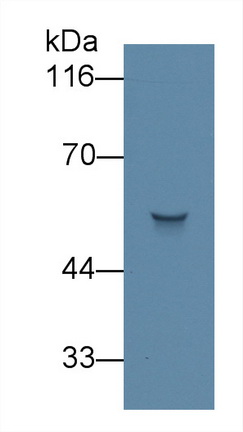 Monoclonal Antibody to Angiotensinogen (AGT)