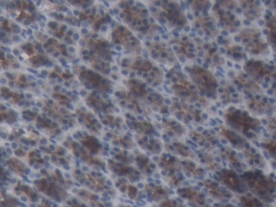 Monoclonal Antibody to Angiotensinogen (AGT)