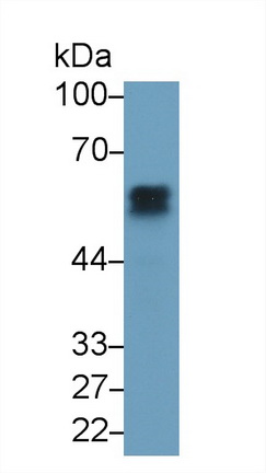 Monoclonal Antibody to Angiotensinogen (AGT)