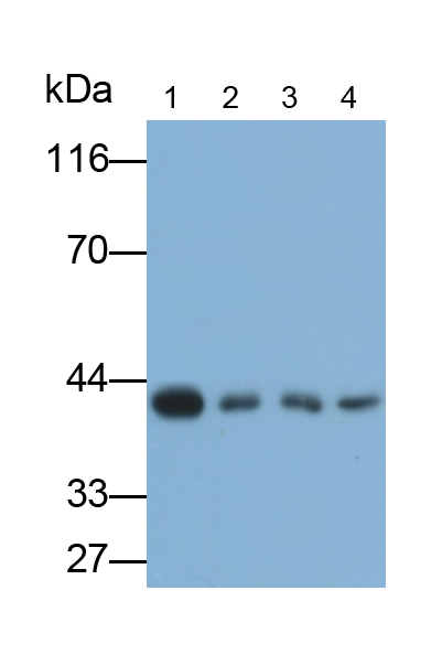 Monoclonal Antibody to Bone Morphogenetic Protein 7 (BMP7)