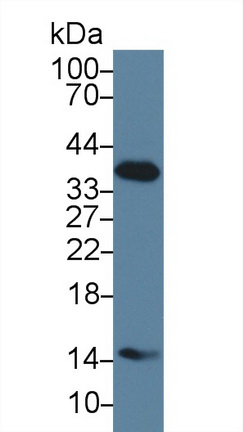 Monoclonal Antibody to Haptoglobin (Hpt)