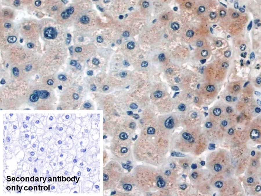 Monoclonal Antibody to Haptoglobin (Hpt)