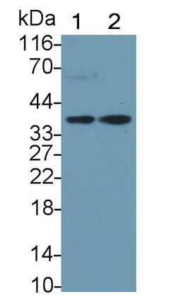 Monoclonal Antibody to Haptoglobin (Hpt)