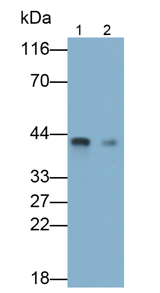 Monoclonal Antibody to Haptoglobin (Hpt)