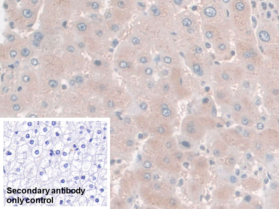 Monoclonal Antibody to Haptoglobin (Hpt)