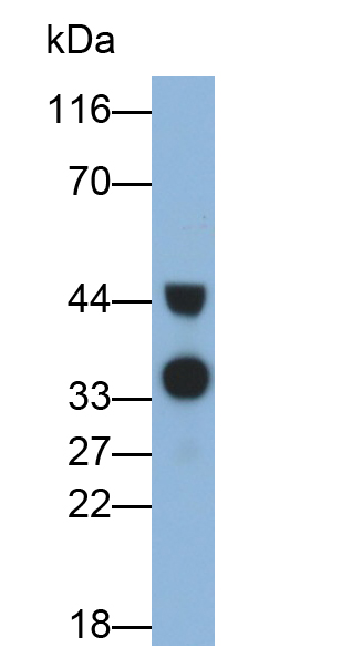 Monoclonal Antibody to Haptoglobin (Hpt)