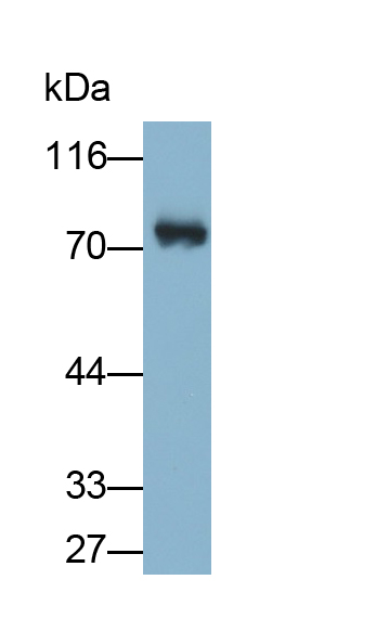 Monoclonal Antibody to Coagulation Factor II (F2)