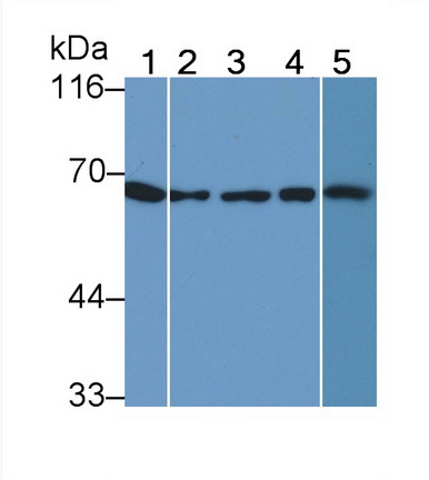 Monoclonal Antibody to Heat Shock Protein 60 (Hsp60)