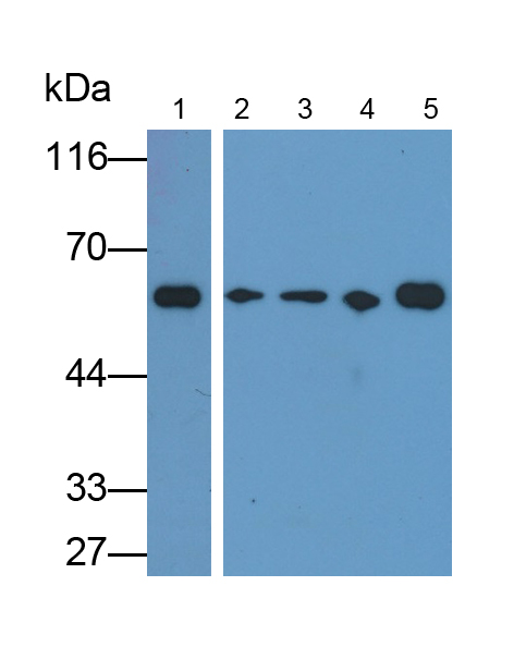 Monoclonal Antibody to Heat Shock Protein 60 (Hsp60)