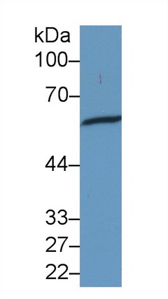 Monoclonal Antibody to Heat Shock Protein 60 (Hsp60)