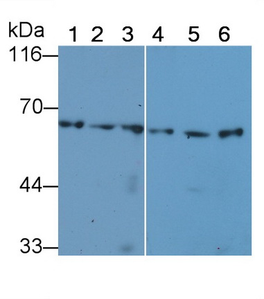 Monoclonal Antibody to Heat Shock Protein 60 (Hsp60)