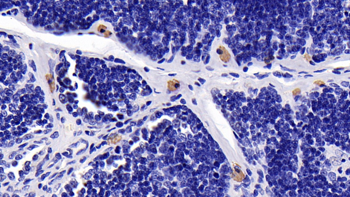 Monoclonal Antibody to Caspase 8 (CASP8)