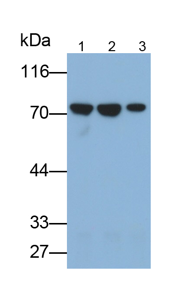 Monoclonal Antibody to Heat Shock Protein 70 (HSP70)