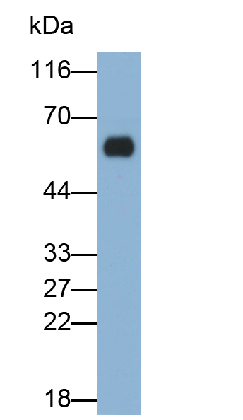Monoclonal Antibody to Osteopontin (OPN)