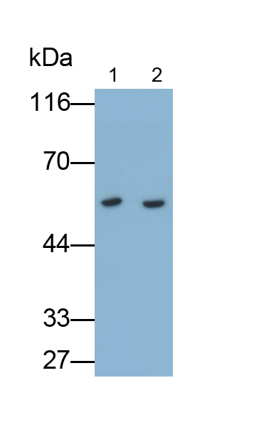 Monoclonal Antibody to Osteopontin (OPN)